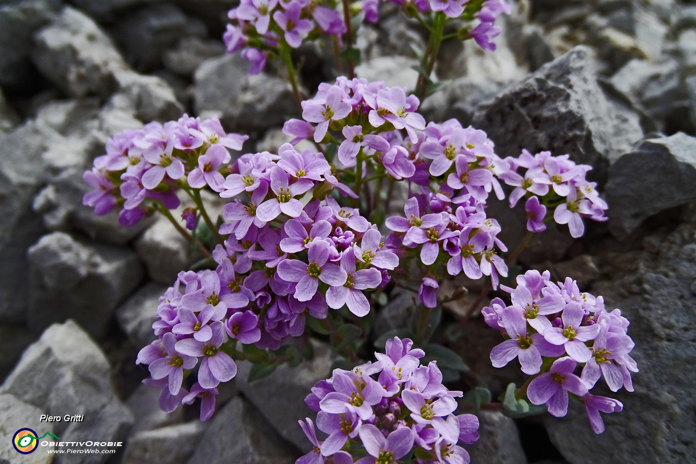 32 Erba storna (Thlaspi rotundifolium).JPG -                                